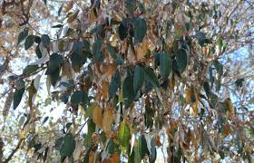 Image result for Croton gratissimus