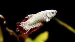 My Red Dragon Plakat Betta Fish Has A Tumor Sick Betta Fish Youtube