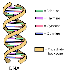 Dna Replication Steps Process Diagram And Simple Explanation