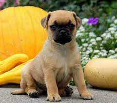 Interesting Facts About The Jack Russell Pug Mix The Jag