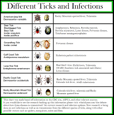 lymes disease new tick co infections google search lyme