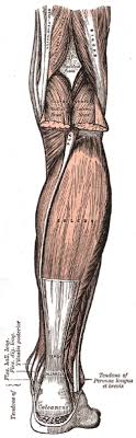 Some anatomy professionals consider the gastrocnemius and soleus to function as a single unit, and they are often called the triceps surae muscle group. Soleus Muscle Wikipedia