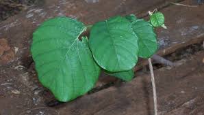 Image result for Millettia stuhlmannii