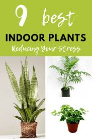 9 Best Indoor Plants Reducing Your Stress Diy Morning Best Indoor Plants Plants Indoor Plants