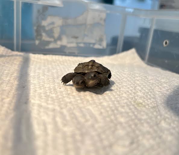 Rare 2-headed diamondback terrapin turtle recovering at Cape Cod Wildlife  Center - masslive.com