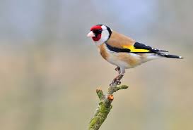 goldfinch by ferenc hoffman 500px goldfinch animals birds painting