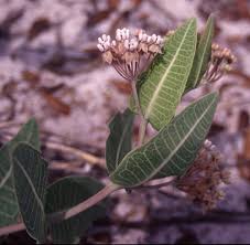 Image result for Asclepias schumanniana