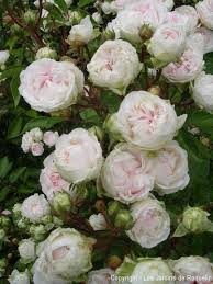 Mlle Juliet De Bricard Les Jardins De Roquelin Idees De Jardin Fleur Jardin De Roses Jardins