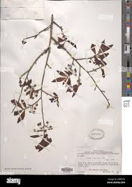 Image result for Ochna holstii