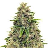 Image result for whats Godfather OG online