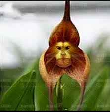 Rare Monkey Face Orchid Bonsai Seeds ...