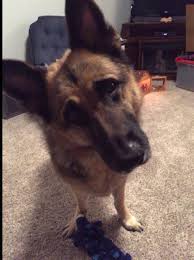 Pick your very own german shephard puppy as a loyal guard dog and energetic, playful pal! Wny German Shepherd Home Facebook