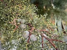 Image result for Cupressus arizonica