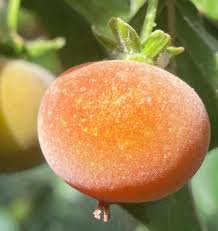 Image result for Dovyalis macrocalyx