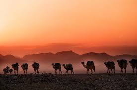 They may be used so that we can show you our advertisements on third party sites, measure the effectiveness of those advertisements, or exclude you from display advertising. Twenty Eighth Sunday In Ordinary Time Camels On The Way National Catholic Reporter