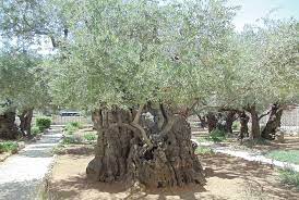 Israel To Destroy 2000 Olive Trees Near Bethlehem Palestine Chronicle
