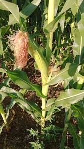 Image result for Zea mays