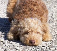 Sign up to the free course now. Goldendoodle Dog For Adoption In Carrollton Texas Annabel In Carrollton Texas Dog Adoption Goldendoodle Rescue Dogs For Adoption