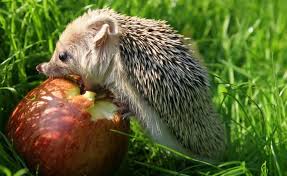 Bauanleitung Ein Futterhaus Fur Igel Igel Im Garten Futterhaus Ausgestopftes Tier