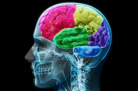 Konsep otak kanan dan otak kiri pemikiran yang dikembangkan dari penelitian pada akhir tahun 1960 dari psychobiologist amerika roger w sperry. Perbedaan Otak Kanan Dan Otak Kiri Manusia Halaman All Kompasiana Com