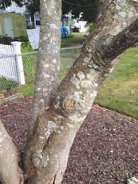 Thin or shape the lower branches lightly to keep your tree strong. Japanese Maple Tree Mulch Damage