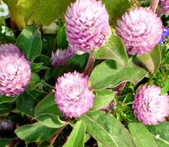 Image result for Gomphrena celosioides