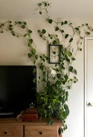 Philodendron Brasil House Plants Indoor Hanging Plants Plant Aesthetic