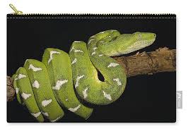 Emerald Tree Boa Corallus Caninus Carry All Pouch For Sale By Pete Oxford