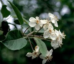 They are covered in blossom in shades of white through pink to purple in spring. Malus Fusca Wikipedia