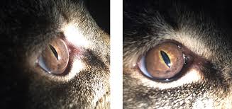 The uvea is the dark tissue at the front of the eye that contains the blood vessels. Uveal Melanoma Feline Animal Eye Clinic