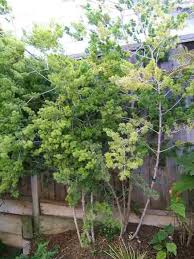 Image result for Asparagus macowanii