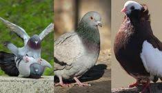 Gambar burung trucukan betina (omkicau.com). 90 Ide Burung Pedia Burung Burung Pengicau Suara
