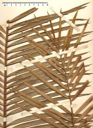 Image result for Encephalartos umbeluziensis