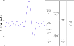 Tidal Volume Wikipedia