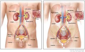 Its functions include filtering blood, secreting bile the two lungs are located on either side of the upper chest. Hematuria Blood In The Urine Niddk
