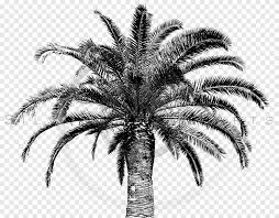 Secara agronomi dan bisnis bagaimana posisi pakis lunak alias nephrolepis bisserata akan terjawab di video ini. Arecaceae Paper Tree Zazzle Prangko Pohon Botani Retro Png Pngegg