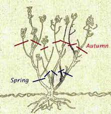 Shorten main canes and lateral branches. How To Prune Rose Bushes When To Prune Roses In The Uk