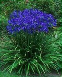 Pin On Grow Flowers Plants