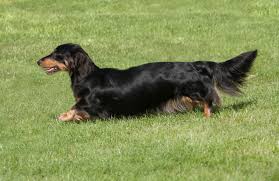 It is not always easy to pick out the coat type of a dachshund. The Long Haired Dachshund Owner Guide Facts Animal Corner