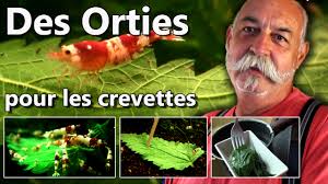 Salut tout le monde!!! Je vous présente mon bac de 54 l avec des  neocaridina blue velvet, Je suis en train de faire un autre  aquarium/paludarium pour transférer tout ce petit monde