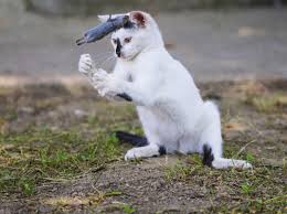 Warum Fressen Katzen Keine Spitzmause