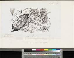 Image result for Pachycarpus lineolatus