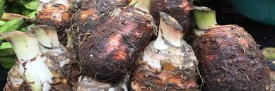 Certain parts of the caribbean provide the ideal growing conditions. Quibdo Taro Arca Del Gusto Slow Food Foundation
