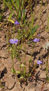 Image result for Mimulus gracilis