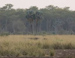 Image result for Litogyne gariepina