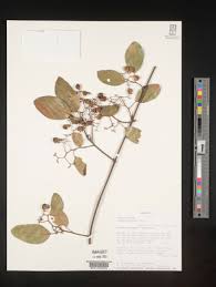 Image result for Cordia goetzei