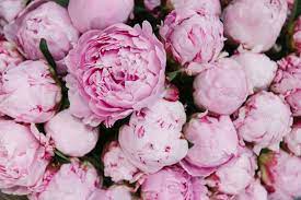 Have a look at our pictures. Peony Melbourne S Favourite Spring Bloom Flower Box Melbourne