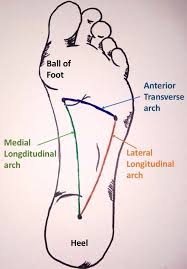 The Arches Of The Foot Longitudinal Transverse