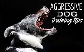 We did not find results for: Aggressive Dog Training Tips Calming The Beast Caninejournal Com
