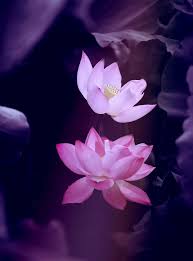 Wallpaper keren background ppt keren gambar background keren background keren 3d 1000 gambar background keren latar belakang ppt gratis. 50 Wallpaper Whatsapp Keren Full Hd Siap Download Divedigital Id